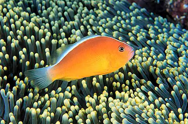 Orange Anemonefish (Amphiprion sandaracinos) on Merten's Sea Anemone (Stichodactyla mertensii)