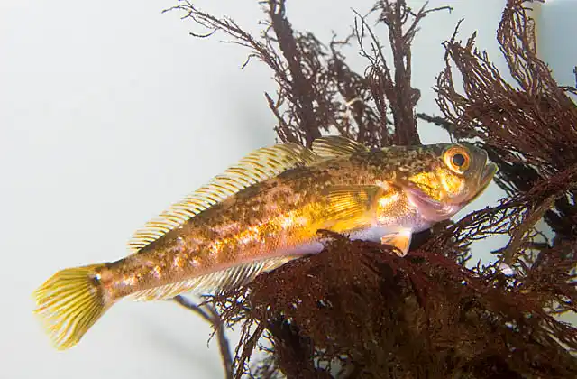 Dusky Notothen (Trematomus newnesi) Cold water Antarctic species  down to 400 meters.