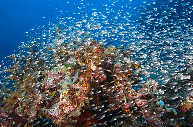 Long-spined Glassfish (Ambassis interrupta) swimming above coral head.