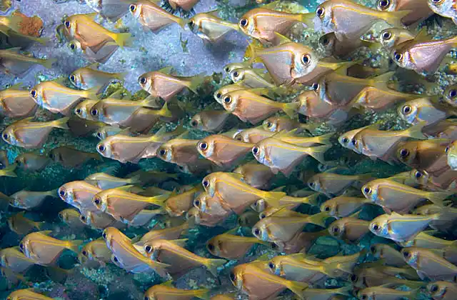 Bullseye (Pempheris multiradiata)