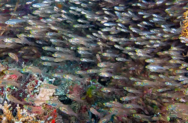 Golden Sweeper (Parapriacanthus ransonneti)