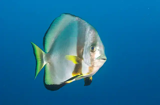 Orbicular Batfish (Platax orbicularis)