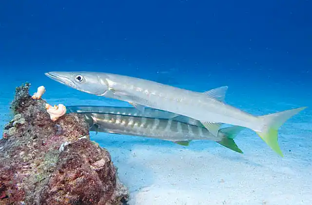 Pickhandle Barracuda (Sphyraena jello) resting in high current area on cleaning station.