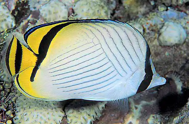 Vagabond Butterflyfish (Chaetodon vagabundus)