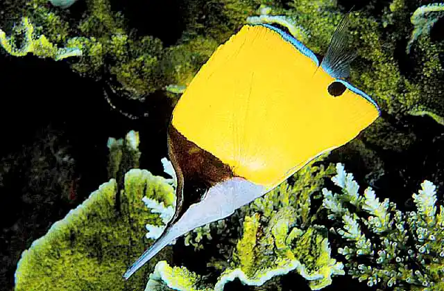 Longnose Butterflyfish (Forcipiger longirostris)