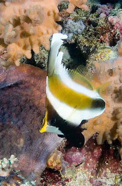 Pennant Bannerfish (Heniochus chrysostomus). Juvenile.