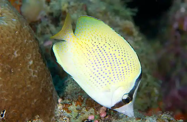 Speckled Butterflyfish (Chaetodon citrinellus)