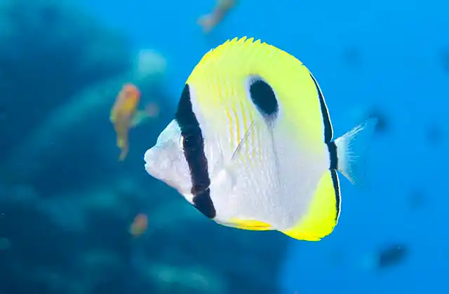 Teardrop Butterflyfish (Chaetodon unimaculatus)