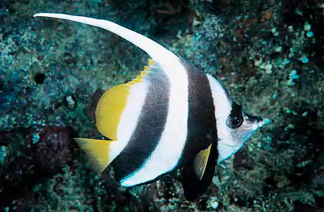 Longfin Bannerfish (Heniochus acuminatus)