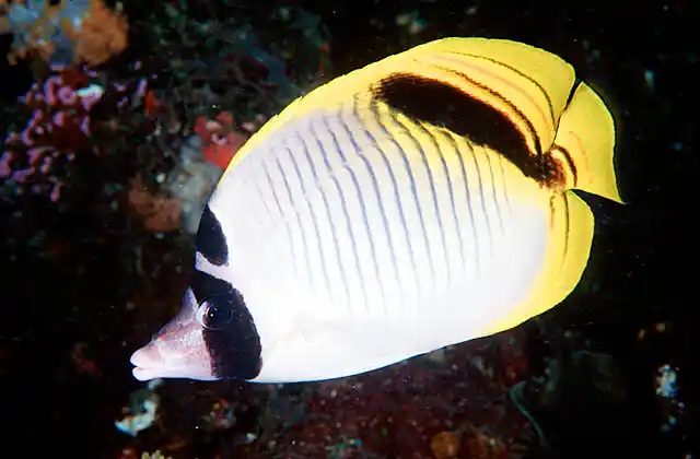 Lined Butterflyfish (Chaetodon lineolatus)