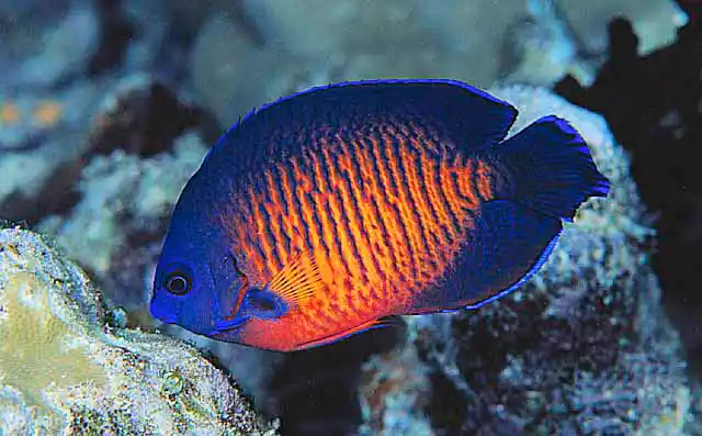 Two-spined Angelfish (Centropyge bispinosus)