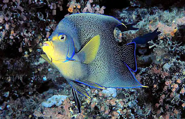 Semicircle Angelfish (Pomacanthus semicirculatus) with Cleaner Wrasse (Labroides dimidiatus)