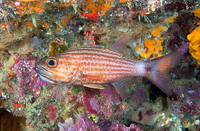 Tiger Cardinalfish (Cheilodipterus macrodon) in deep reef ledge with slightly expanded throat while mouth brooding eggs.