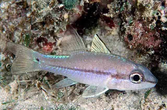 Narrowstripe Cardinalfish (Apogon exostigma)