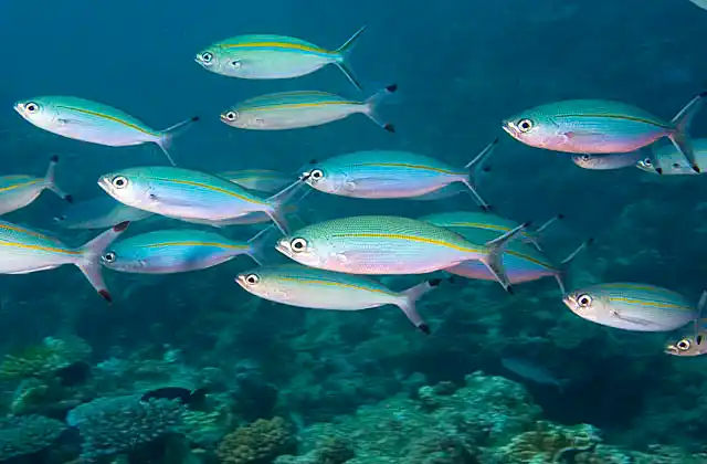 Marr's Fusilier (Pterocaesio marri) school swimming over coral reef.