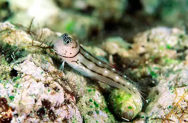 Three-lined Blenny (Ecsenius trilineatus)