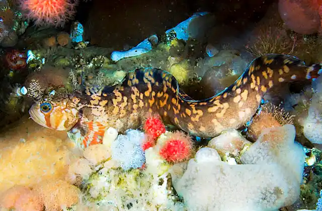 Decorated Warbonnet (Chirolophis decoratus) resting among soft corals and sponges on deep reef wall.