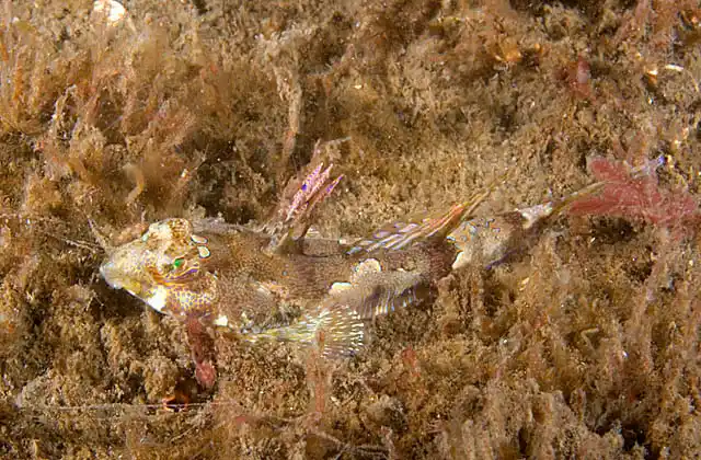 Painted Stinkfish (Eocallionymus papilio)