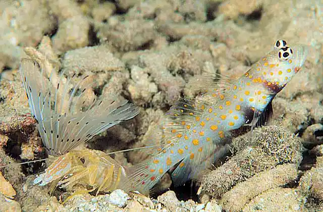 Spotted Shrimpgoby (Amblyeleotris guttata) with commensal Snapping Shrimp (Alpheus dijboutensis)