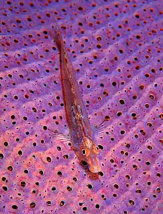 Slender Sponge Goby (Pleurosicya elongata) on Fan Sponge (Ianthella basta)