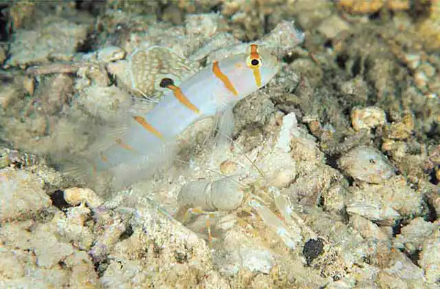 Randall's Shrimp Goby (Amblyeleotris randalli) with commensal shrimp (Alpheus djeddensis)
