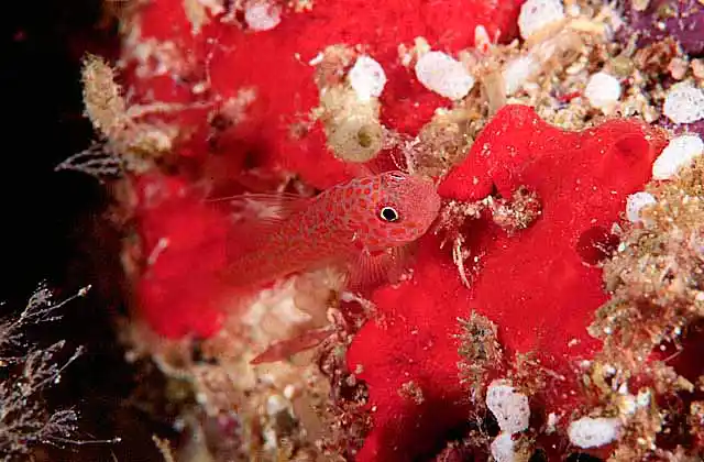 Ornage-red Goby (Trimma okinawae)