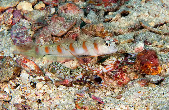 Diagonal Shrimpgoby (Amblyeleotris diagonalis) with a pair of Pretty Snapping Shrimp (Alpheus bellulus)