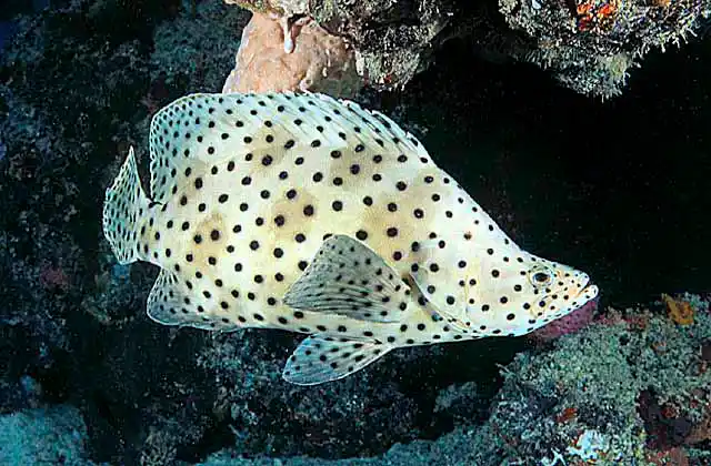 Barramundi Cod (Cromileptes altivelis)