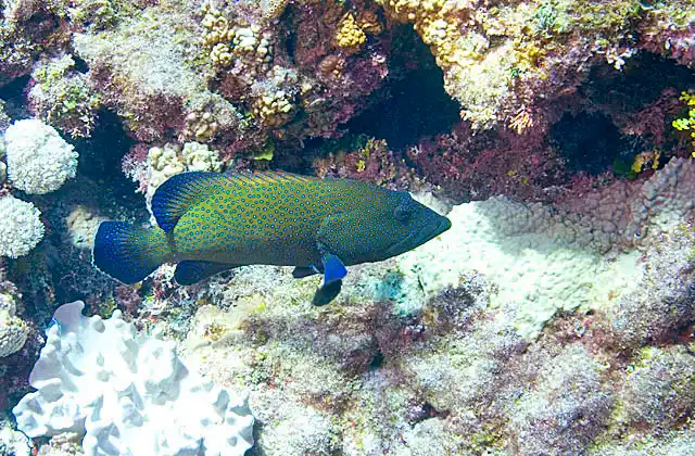Peacock Rockcod (Cephalopholis argus) hovering outside hole in reef face.