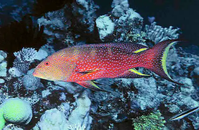 Coronation Trout (Variola louti)