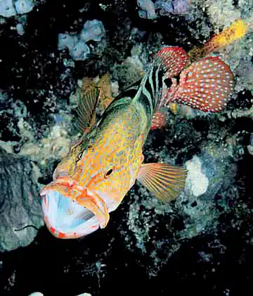 Sixspot Rockcod (Cephalopholis sexmaculata) being attended by cleaner shrimp.
