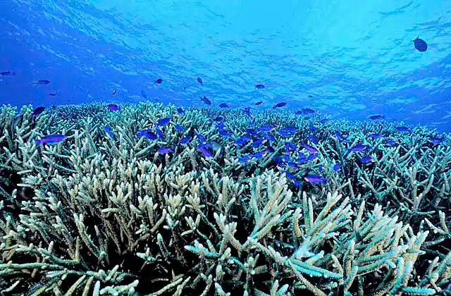 Purple Anthias (Pseudanthias tuka) over Acropora coral.