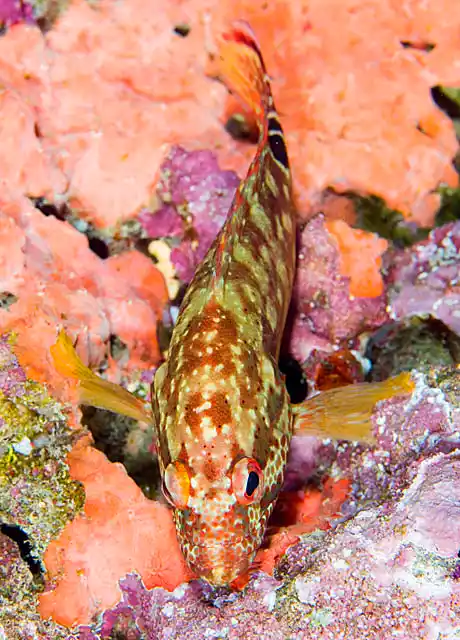 Flagtail Rockcod (Cephalopholis urodeta)