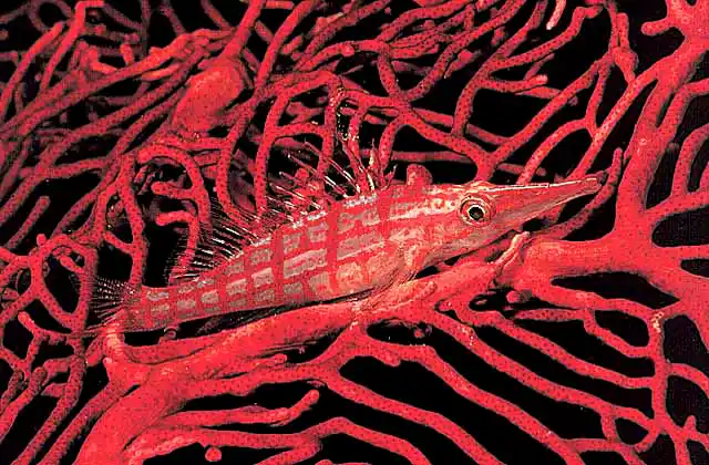 Longnosed Hawkish (Oxycirrhites typus) on red Gorgonian Sea Fan.