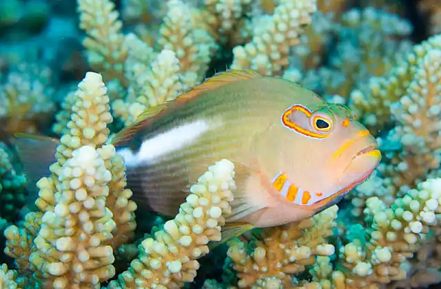 Arc-eye Hawkfish (Paracirrhites arcatus)