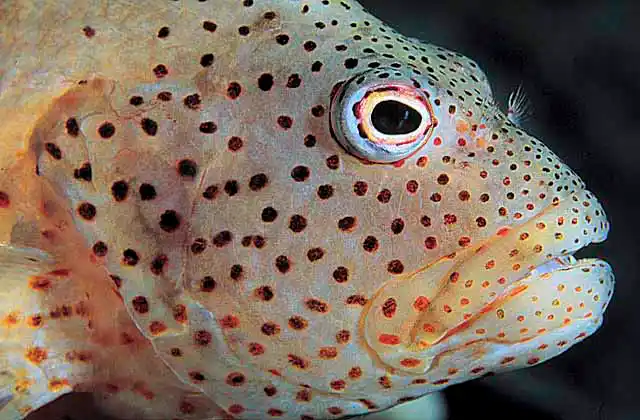 Blackside Hawkfish (Paracirrhites forsteri)