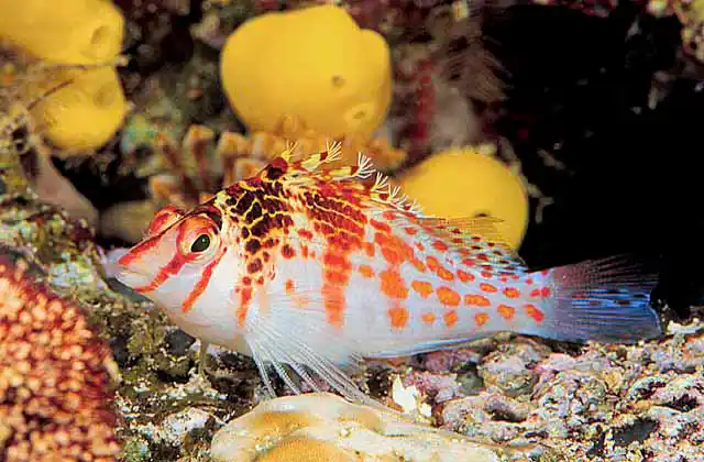 Dwarf Hawkfish (Cirrhitichthys falco)