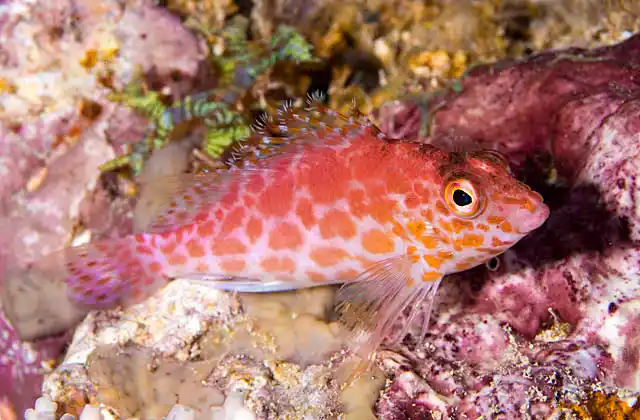 Pixy Hawkfish (Cirrhitichthys oxycephalus)