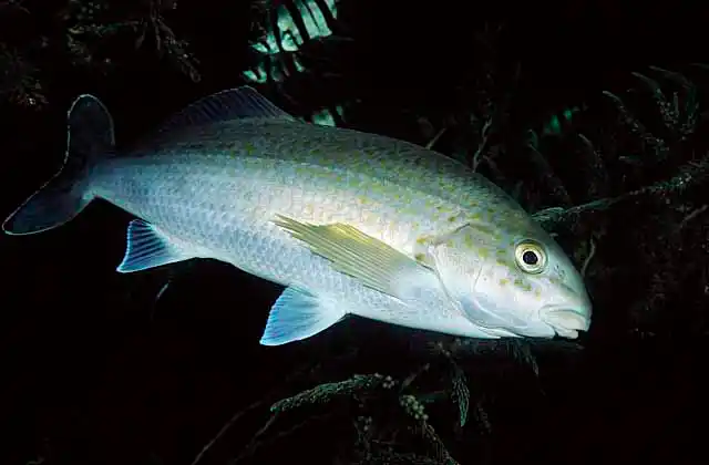 Dusky Morwong (Dactylophora nigricans)