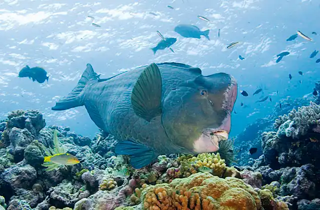 Green Humphead Parrotfish (Bolbometopon muricatum)