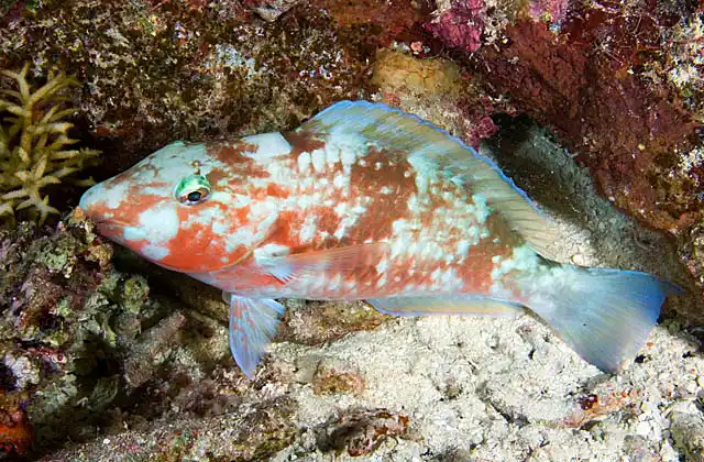 Pacific Longnose Parrotfish (Hipposcarus longiceps) asleep at night.