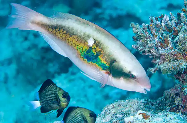 Forsten's Parrotfish (Scarus forsteni) or Whitespot Parrotfish, feeding on coral reef, with Stout-body Chromis (Chromis chrysura)