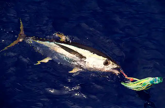 Yellowfin Tuna (Thunnus albacares) caught on fishing lure.