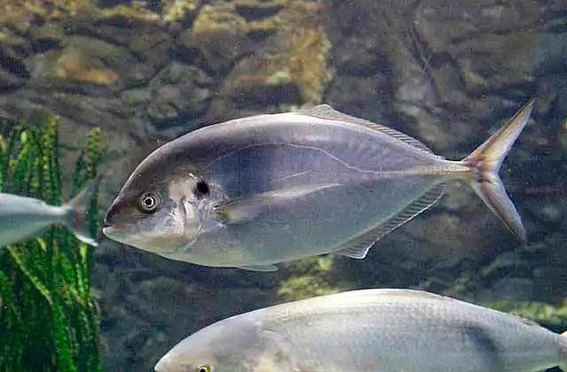 Skipjack Trevally (Pseudocaranx wrighti)