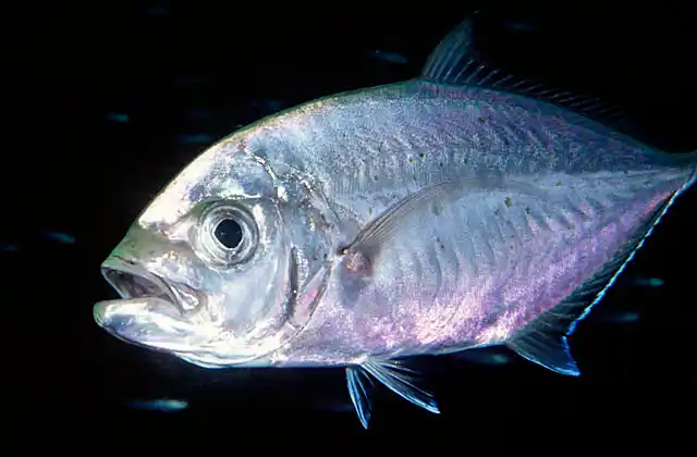 Barcheek Trevally (Carangoides plagiotaenia)