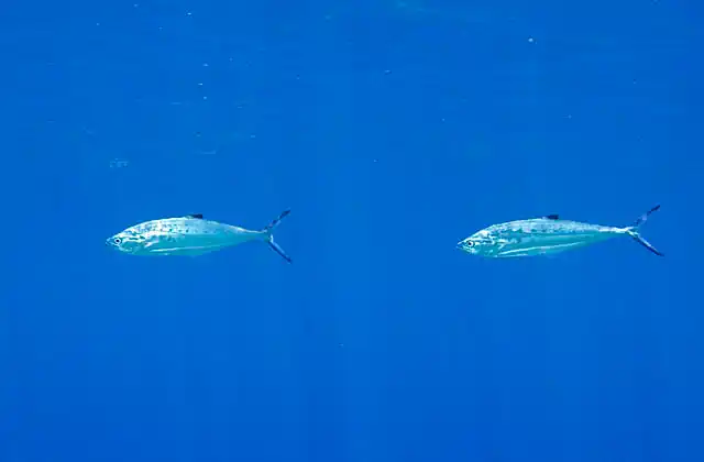 Doublespotted Queenfish (Scomberoides lysan) hunting just below the surface.