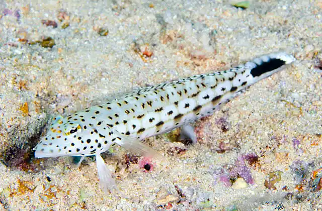Speckled Sandperch (Parapercis hexophtalma)