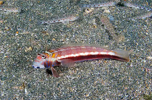 Harlequin Sandsmelt (Parapercis pulchella) with Japanese Sand Gobies (Sagamia genetonema)