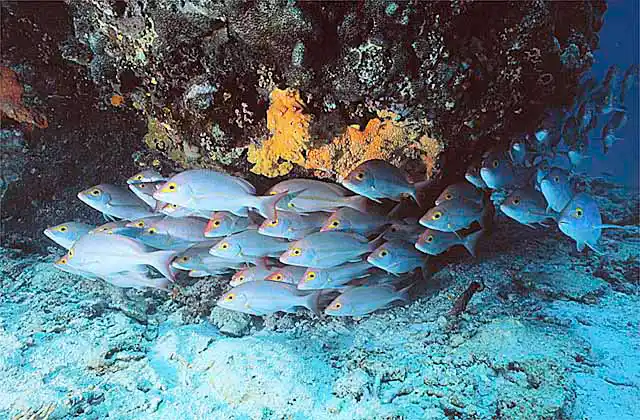 Schooling Hussar (Lutjanus adetii) under coral bommie.