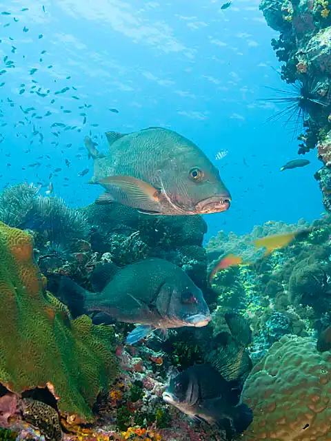 Red Bass (Lutjanus bohar)